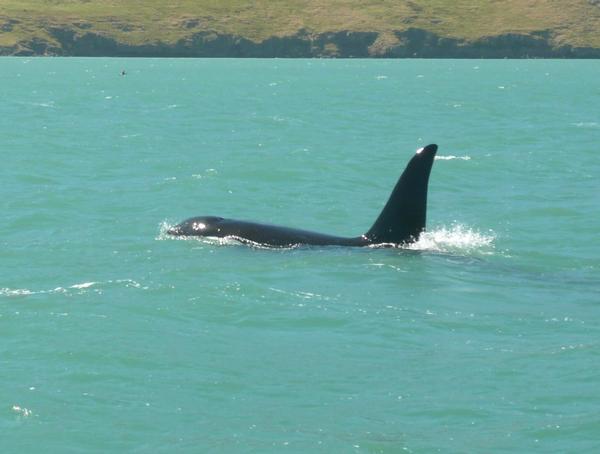 For the second time this month a pod of Orca have visited Lyttelton Harbour.